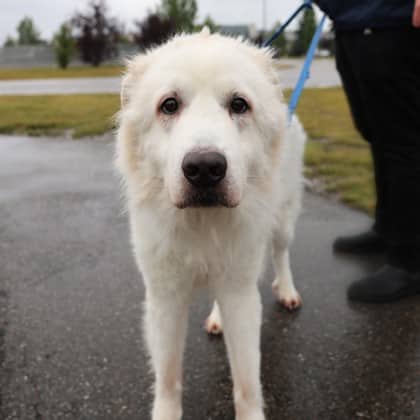 Marlo - Great Pyrenees/Mix available for adoption in Calgary