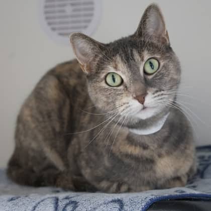 Bobbi - Domestic Shorthair/Mix cat available for adoption at Calgary Humane Society in Calgary