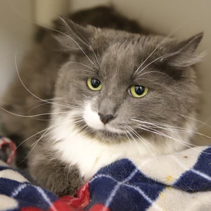 Hope - Domestic Medium Hair/Mix cat cat available for adoption in Calgary