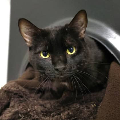 Buck - Domestic Medium Hair/Mix cat available for adoption