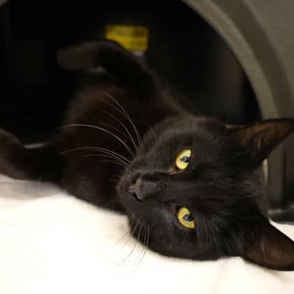 Husker - Domestic Shorthair/Mix cat cat available for adoption at Calgary Humane Society in Calgary