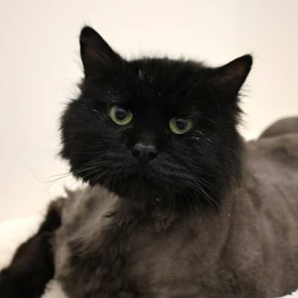 Donovan - Domestic Longhair/Mix cat available for adoption