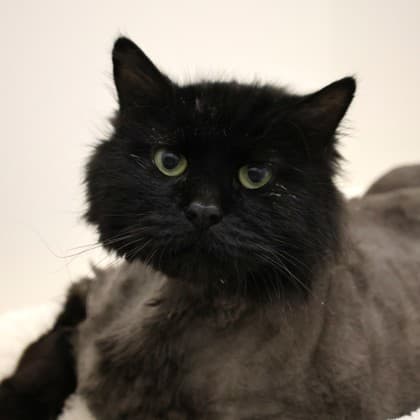 Donovan - Domestic Longhair/Mix cat available for adoption