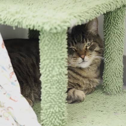 Daniel - Domestic Shorthair/Mix cat available for adoption at Calgary Humane Society in Calgary