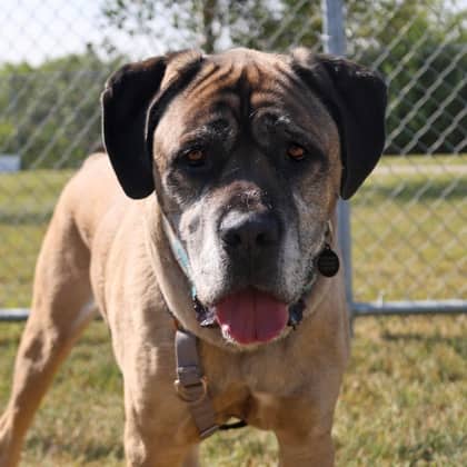 Roy - Mastiff available for adoption