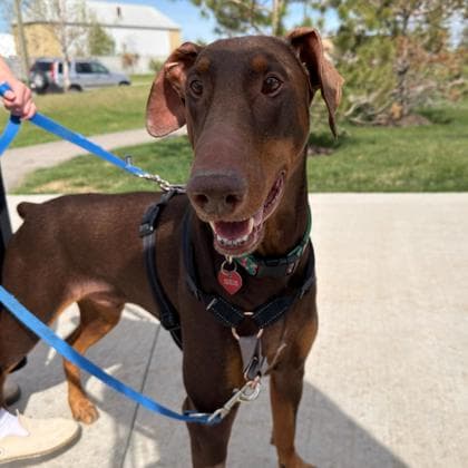 Bhoora - Doberman Pinscher/Mix available for adoption in Calgary