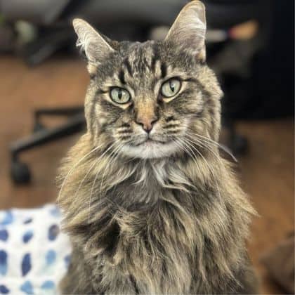 Dak - Maine Coon cat cat available for adoption at Calgary Humane Society in Calgary