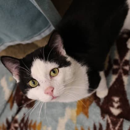 Obsidian - Domestic Shorthair/Mix available for adoption