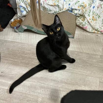 Ayala - Domestic Shorthair/Mix cat available for adoption