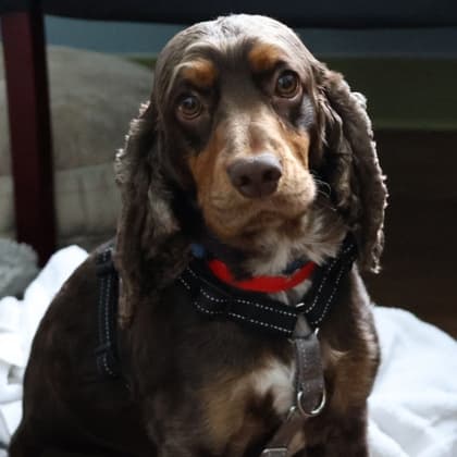 Hershey - English Springer Spaniel/Mix available for adoption