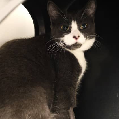 Nona - Domestic Shorthair/Mix cat cat available for adoption at Calgary Humane Society in Calgary