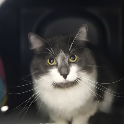 Ella - Domestic Shorthair/Mix cat available for adoption
