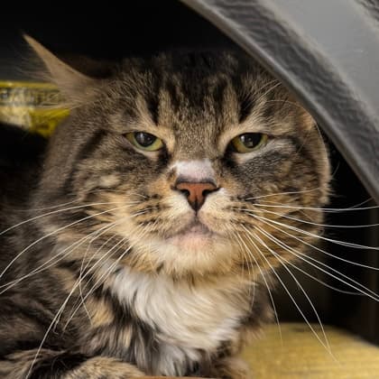 Speedy - Domestic Longhair/Mix cat cat available for adoption at Calgary Humane Society in Calgary
