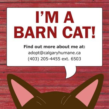 Blackjack - Domestic Shorthair cat available for adoption at Calgary Humane Society in Calgary