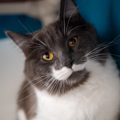 Princess Kneesaa - Domestic Medium Hair/Mix cat cat available for adoption at Calgary Humane Society in Calgary