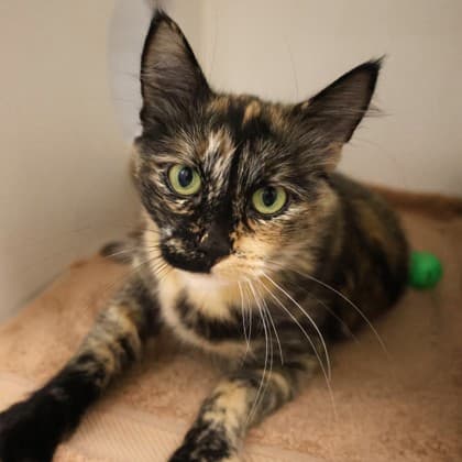 Dixie - Domestic Shorthair/Mix cat cat available for adoption at Calgary Humane Society in Calgary