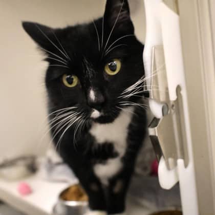 Masha - Domestic Shorthair/Mix cat cat available for adoption at Calgary Humane Society in Calgary