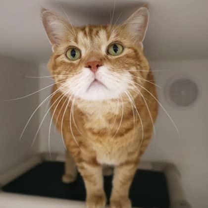 Chewy - Domestic Shorthair/Mix cat cat available for adoption at Calgary Humane Society in Calgary