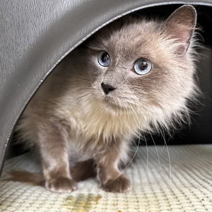 Oslo - Ragdoll/Mix cat cat available for adoption in Calgary