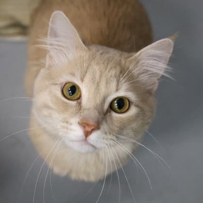 DC - Domestic Shorthair cat cat available for adoption at Calgary Humane Society in Calgary