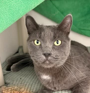 Penn - Domestic Shorthair/Mix cat cat available for adoption at Calgary Humane Society in Calgary