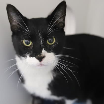 Rico Suave - Domestic Shorthair/Mix cat cat available for adoption at Calgary Humane Society in Calgary