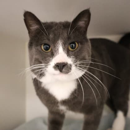 Fin - Domestic Shorthair/Mix cat available for adoption