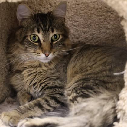 Ruben - Domestic Shorthair/Mix cat available for adoption at Calgary Humane Society in Calgary