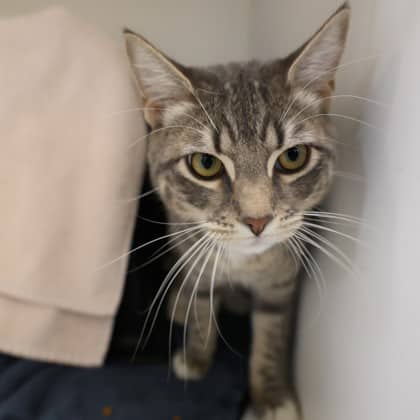 Taco - Domestic Shorthair/Mix cat available for adoption at Calgary Humane Society in Calgary