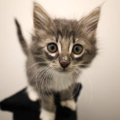 Percy - Domestic Shorthair cat available for adoption in Calgary