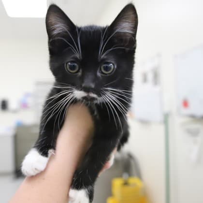Moria - Domestic Medium Hair cat available for adoption at Calgary Humane Society in Calgary