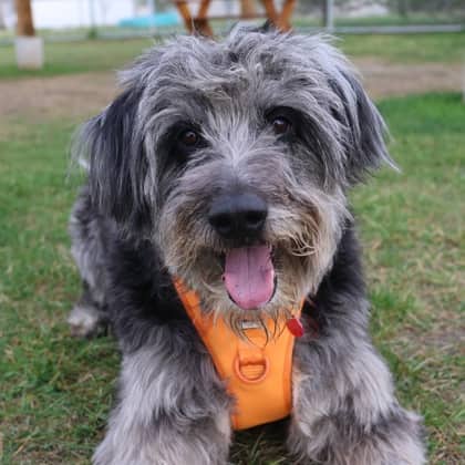 Rocky - Large Mixed Breed available for adoption in Calgary