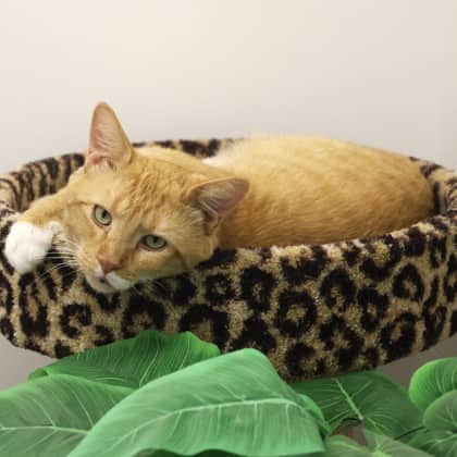 Chase - Domestic Shorthair/Mix cat available for adoption
