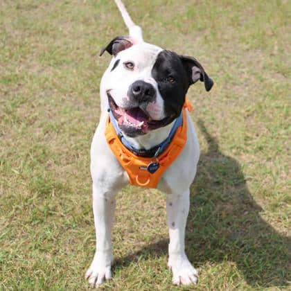 Ghost - Large Mixed Breed available for adoption