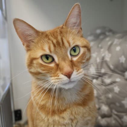 Ginger - Domestic Shorthair cat cat available for adoption at Calgary Humane Society in Calgary