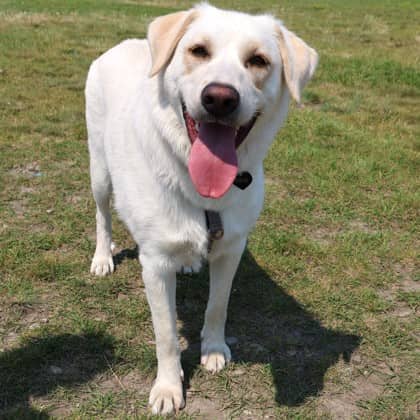 Nellie - Great Pyrenees/Border Collie available for adoption