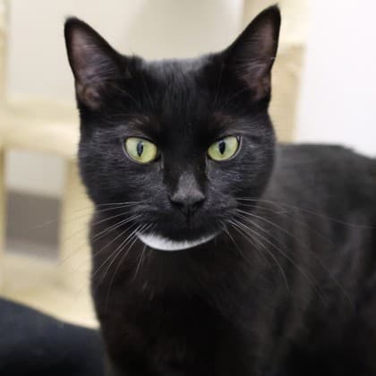 Betty - Domestic Shorthair cat available for adoption