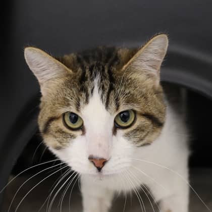 Frodo - Domestic Shorthair/Mix cat cat available for adoption at Calgary Humane Society in Calgary