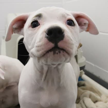 Jester - Medium Mixed Breed available for adoption at Calgary Humane Society in Calgary