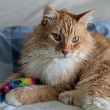 Milo - Domestic Medium Hair/Mix cat cat available for adoption in Calgary