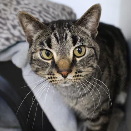 Joey - Domestic Shorthair/Mix cat available for adoption