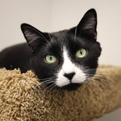 Bear - Domestic Shorthair/Mix cat available for adoption