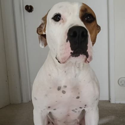 Eva - Medium Mixed Breed available for adoption