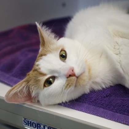 Rosie - Domestic Shorthair/Mix cat cat available for adoption at Calgary Humane Society in Calgary