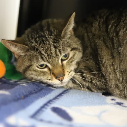 Dennie - Domestic Shorthair cat cat available for adoption at Calgary Humane Society in Calgary