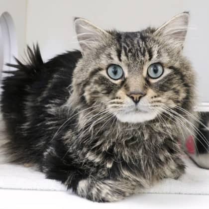 Taz - Domestic Longhair/Mix cat cat available for adoption at Calgary Humane Society in Calgary