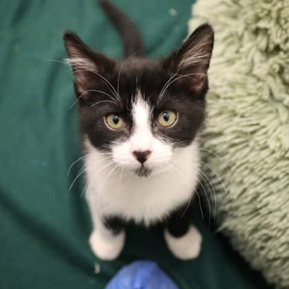 Kermit - Domestic Shorthair available for adoption