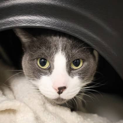 Balu - Domestic Shorthair/Mix cat cat available for adoption at Calgary Humane Society in Calgary