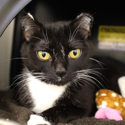 Marcy - Domestic Shorthair/Mix cat cat available for adoption at Calgary Humane Society in Calgary