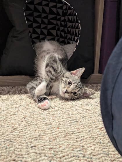 Havback (Beck) - Domestic Shorthair cat available for adoption at Calgary Humane Society in Calgary